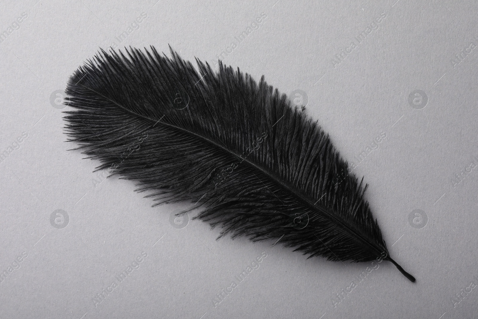 Photo of One black fluffy feather on grey background, top view