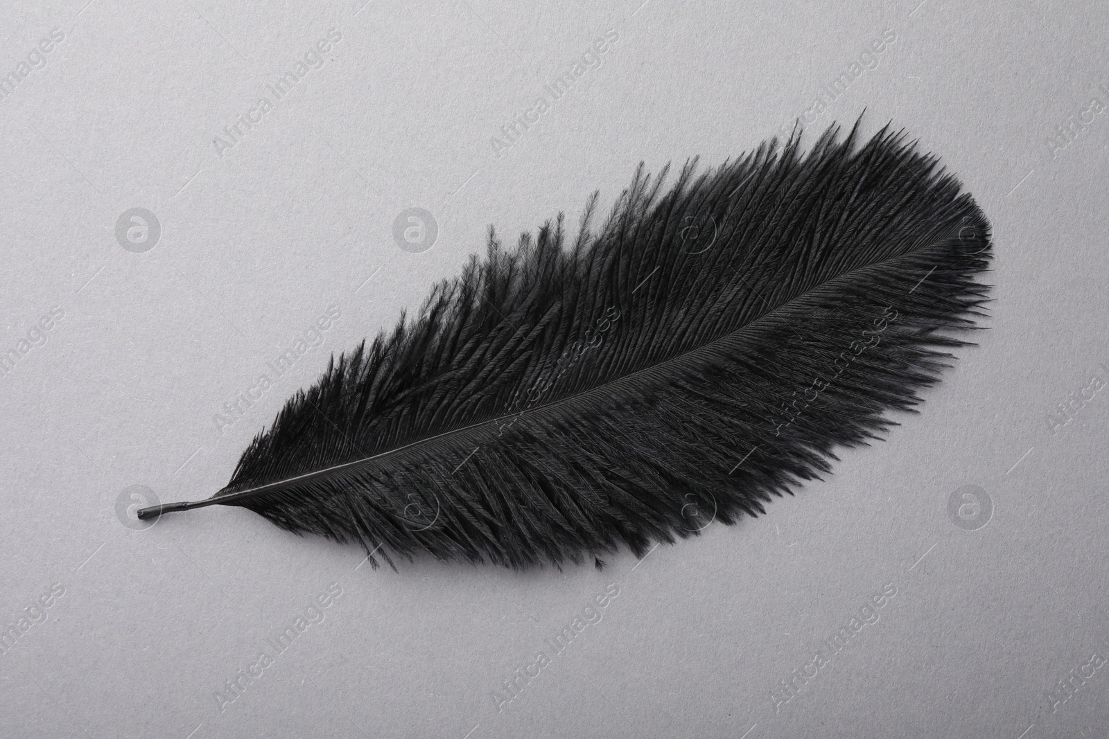 Photo of One black fluffy feather on grey background, top view