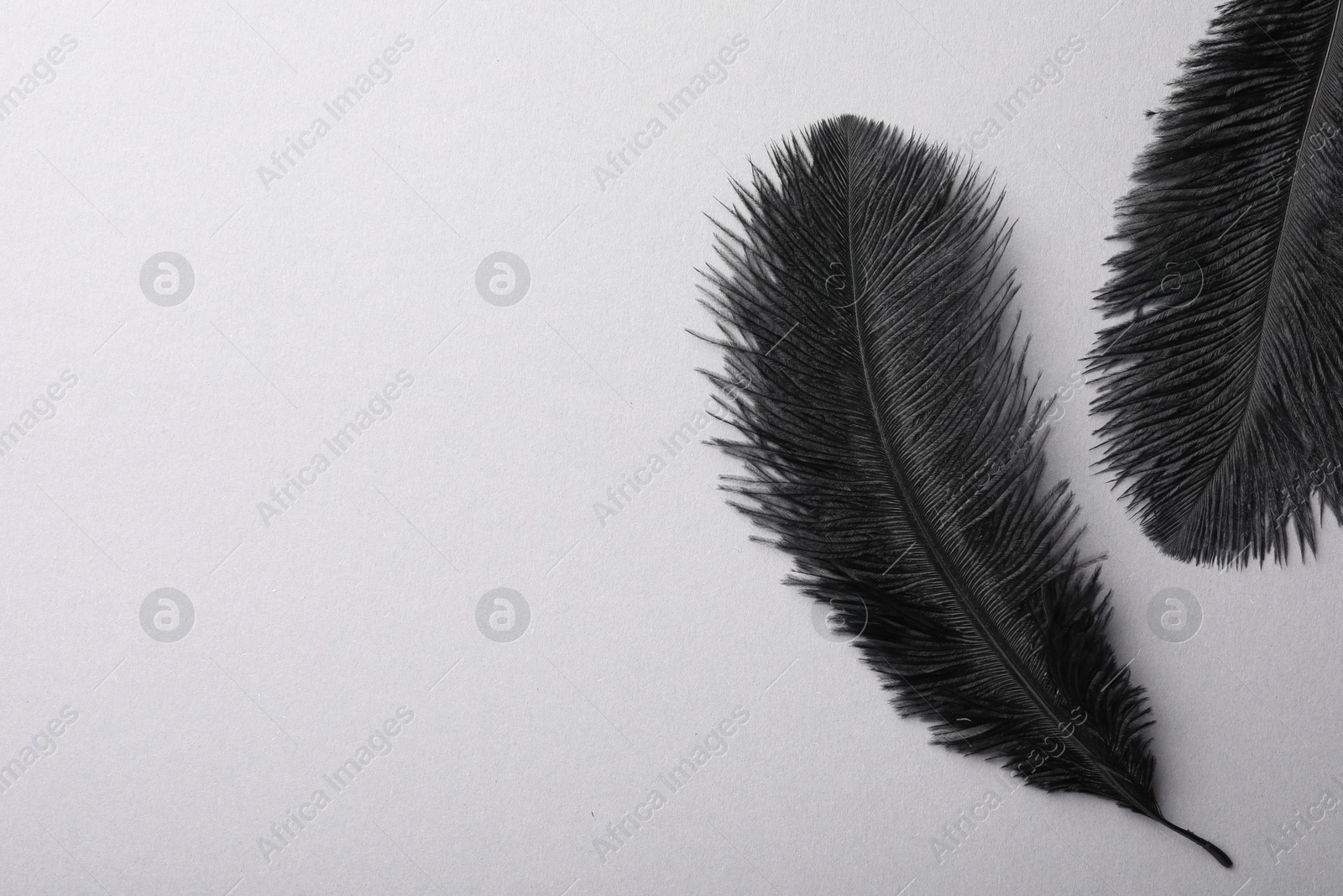 Photo of Black fluffy feathers on grey background, flat lay. Space for text