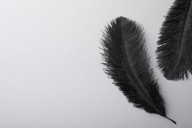 Black fluffy feathers on grey background, flat lay. Space for text