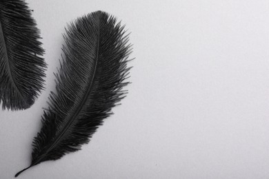 Black fluffy feathers on grey background, flat lay. Space for text