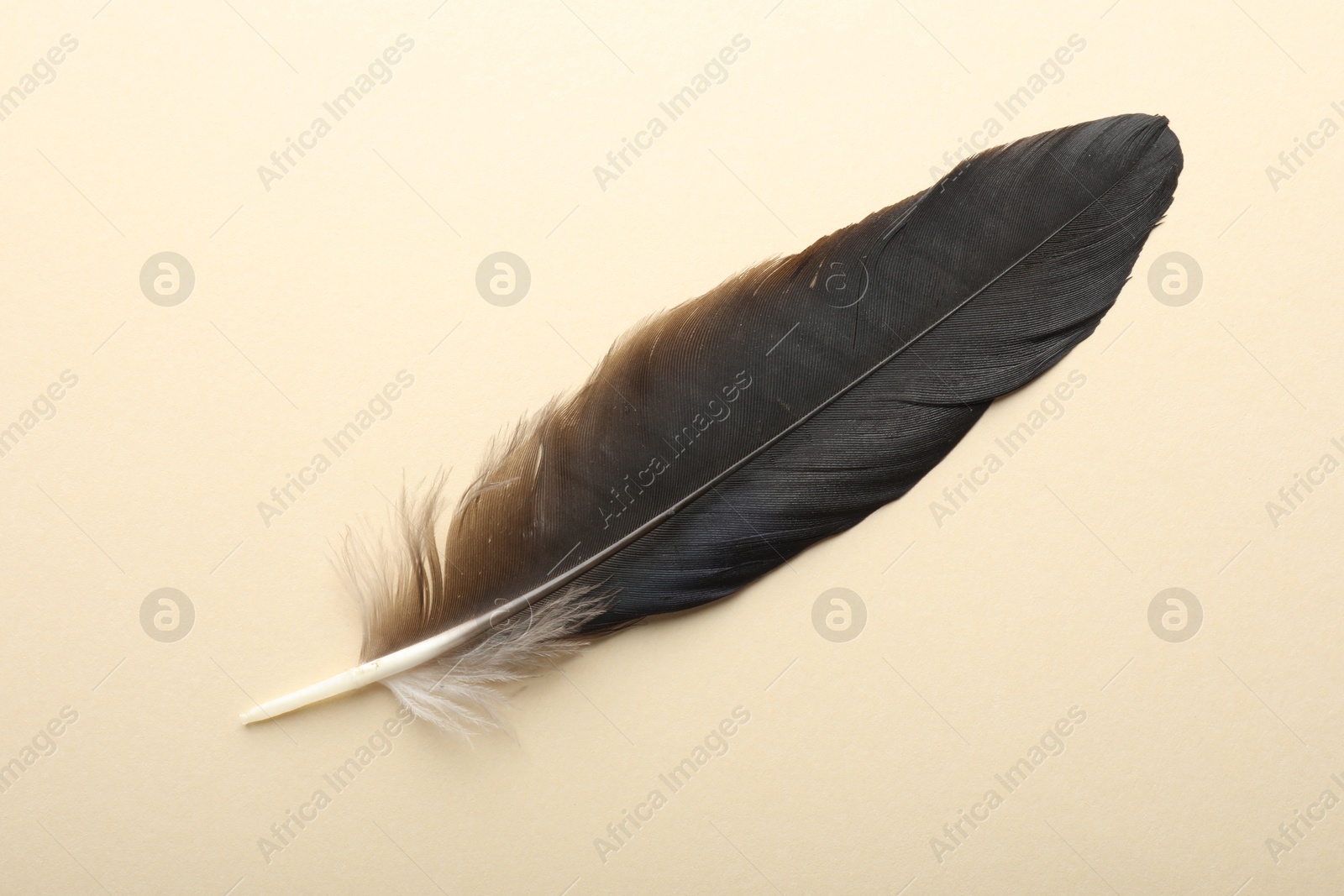 Photo of One beautiful feather on beige background, top view