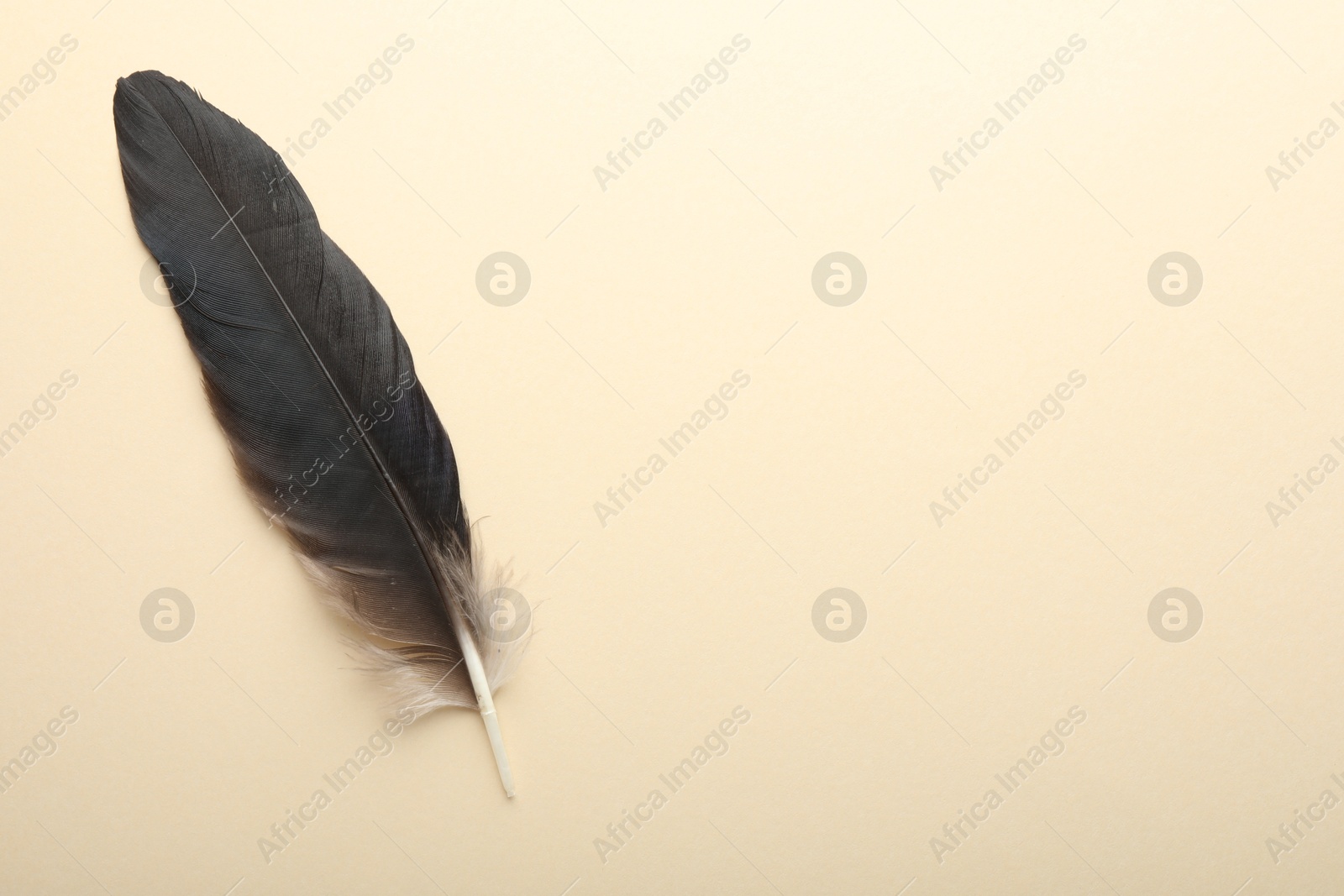 Photo of One beautiful feather on beige background, top view. Space for text