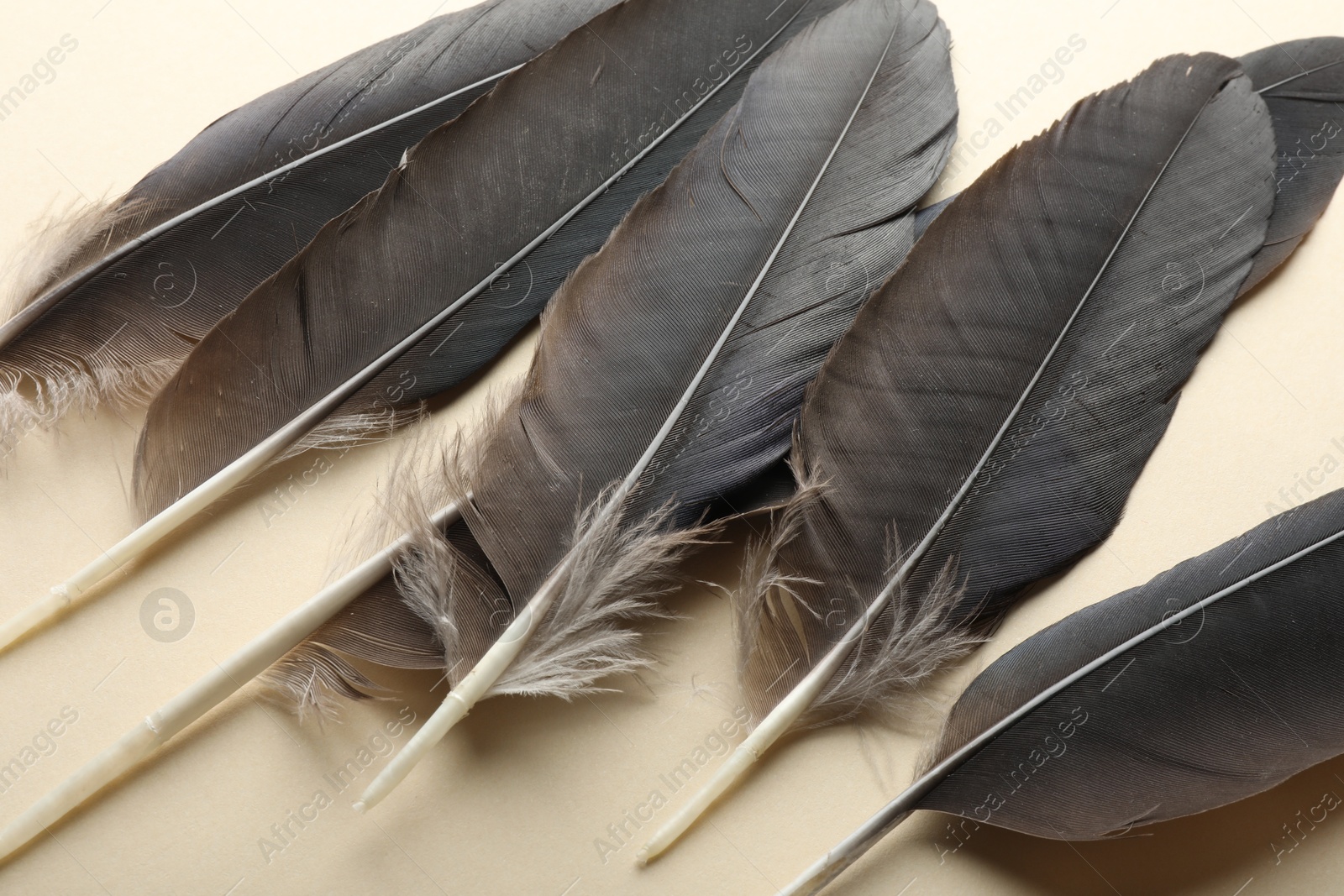 Photo of Black feathers on beige background, closeup view