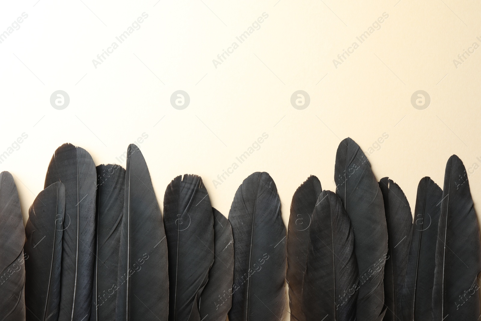 Photo of Black feathers on beige background, flat lay. Space for text