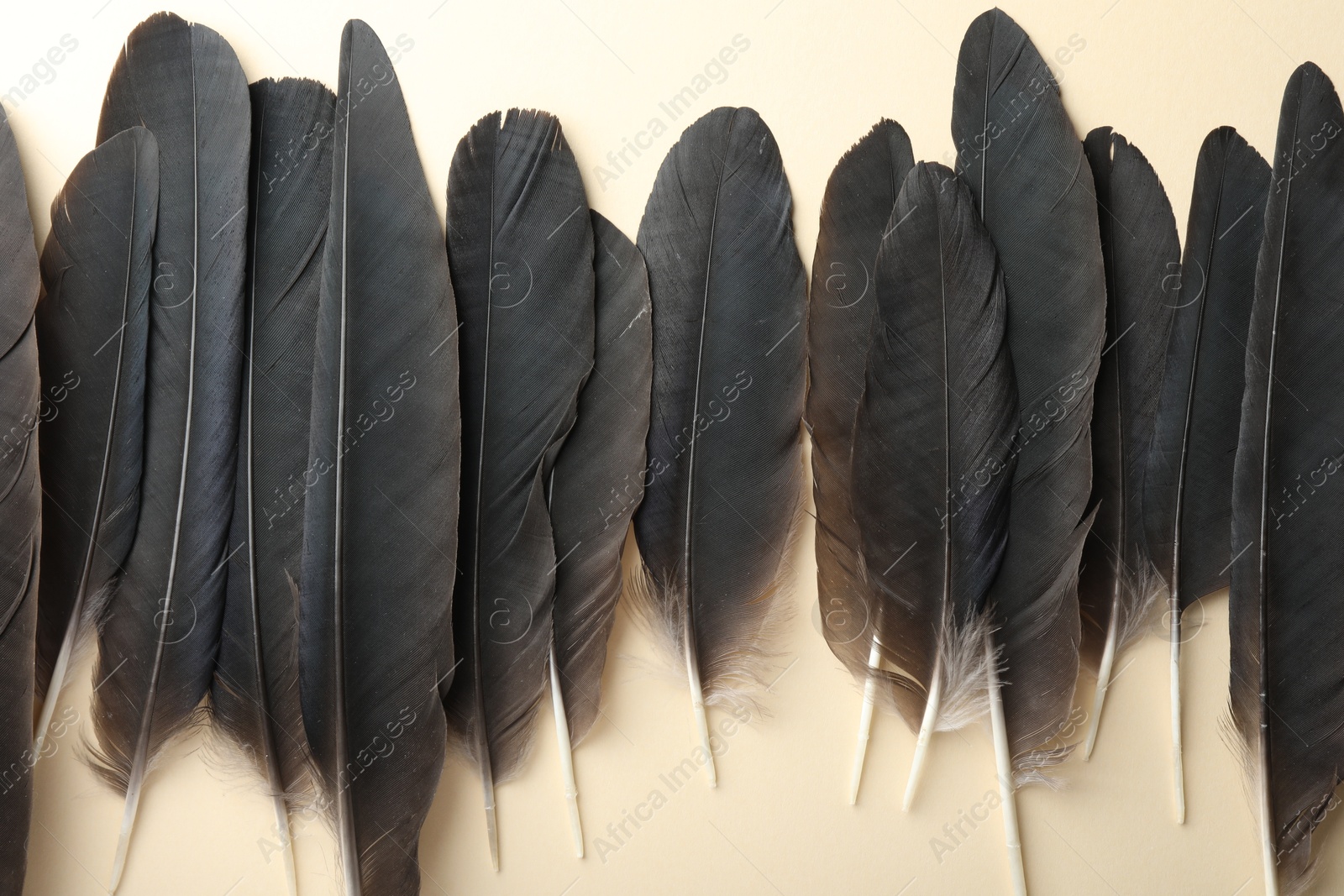 Photo of Black feathers on beige background, flat lay