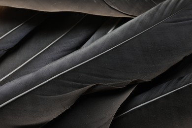 Photo of Beautiful black feathers as background, above view