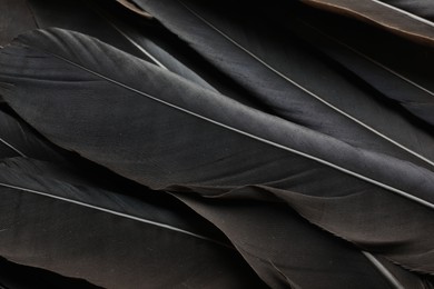 Photo of Beautiful black feathers as background, above view