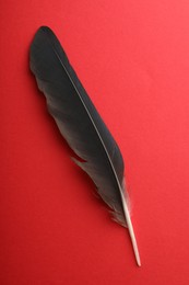 One black feather on red background, top view