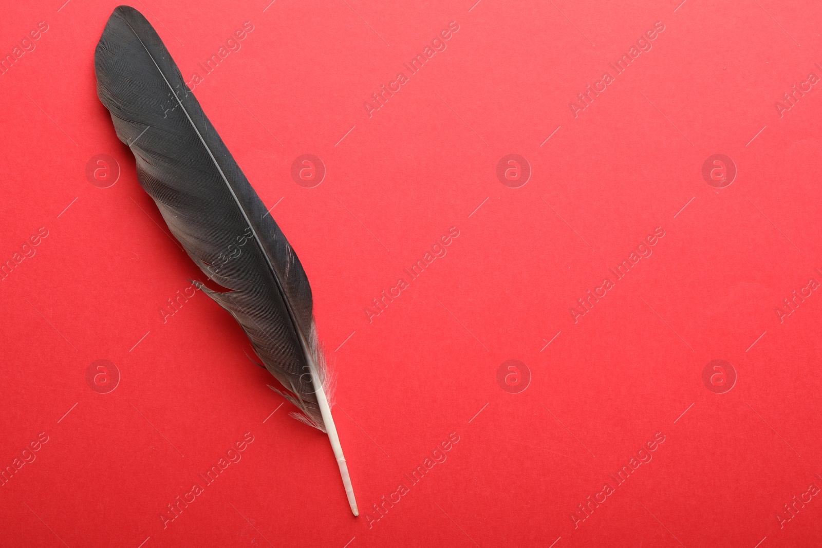 Photo of One black feather on red background, top view. Space for text