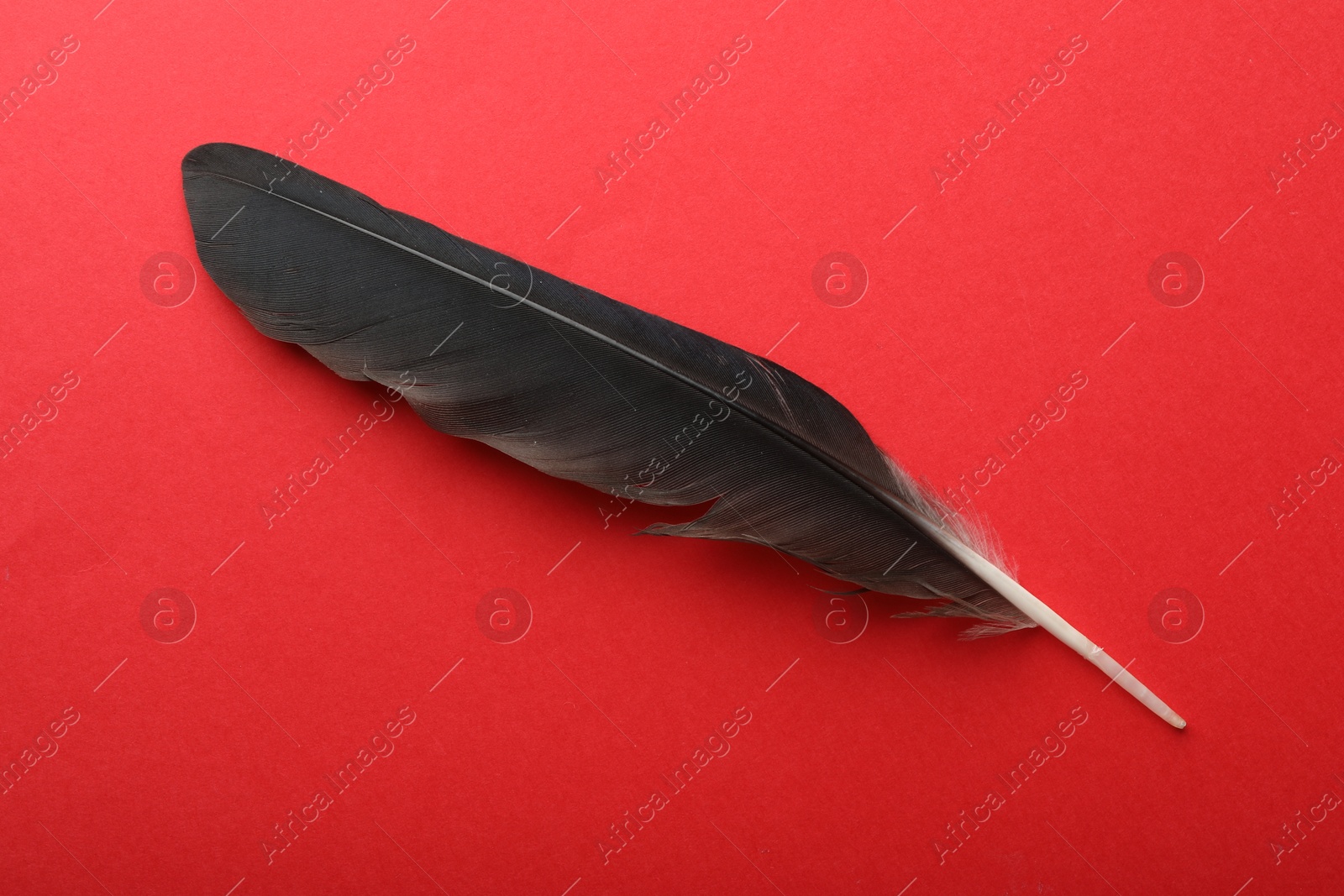 Photo of One black feather on red background, top view