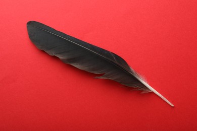 One black feather on red background, top view