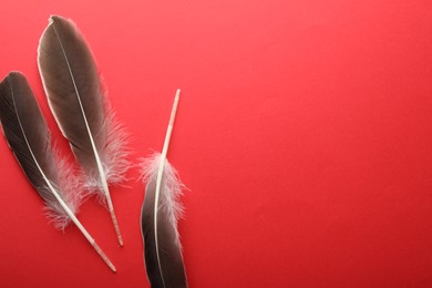 Beautiful feathers on red background, flat lay. Space for text