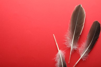 Beautiful feathers on red background, flat lay. Space for text