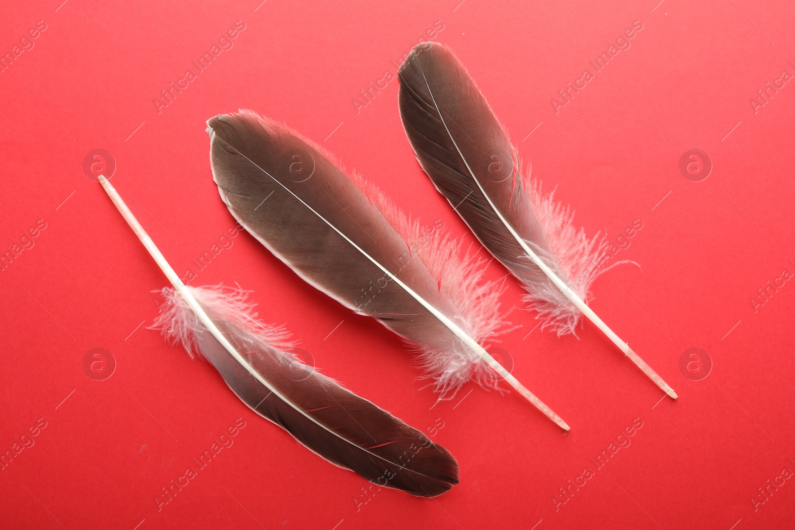 Photo of Beautiful feathers on red background, flat lay