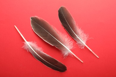 Beautiful feathers on red background, flat lay