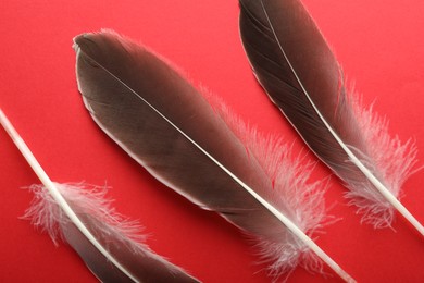 Photo of Beautiful feathers on red background, flat lay