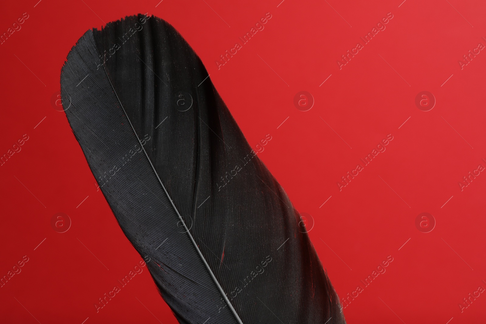 Photo of One black feather on red background, closeup