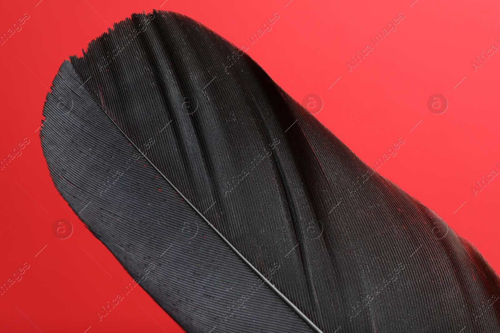 Photo of One black feather on red background, closeup