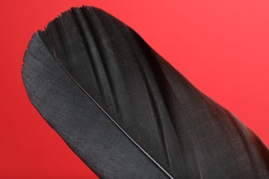 Photo of One black feather on red background, closeup