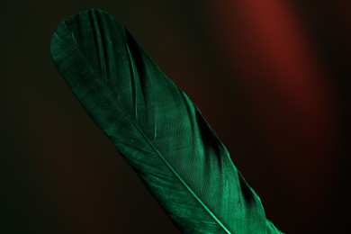 Photo of One beautiful feather in color light on black background, closeup