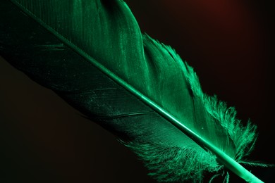 Photo of One beautiful feather in color light on black background, closeup