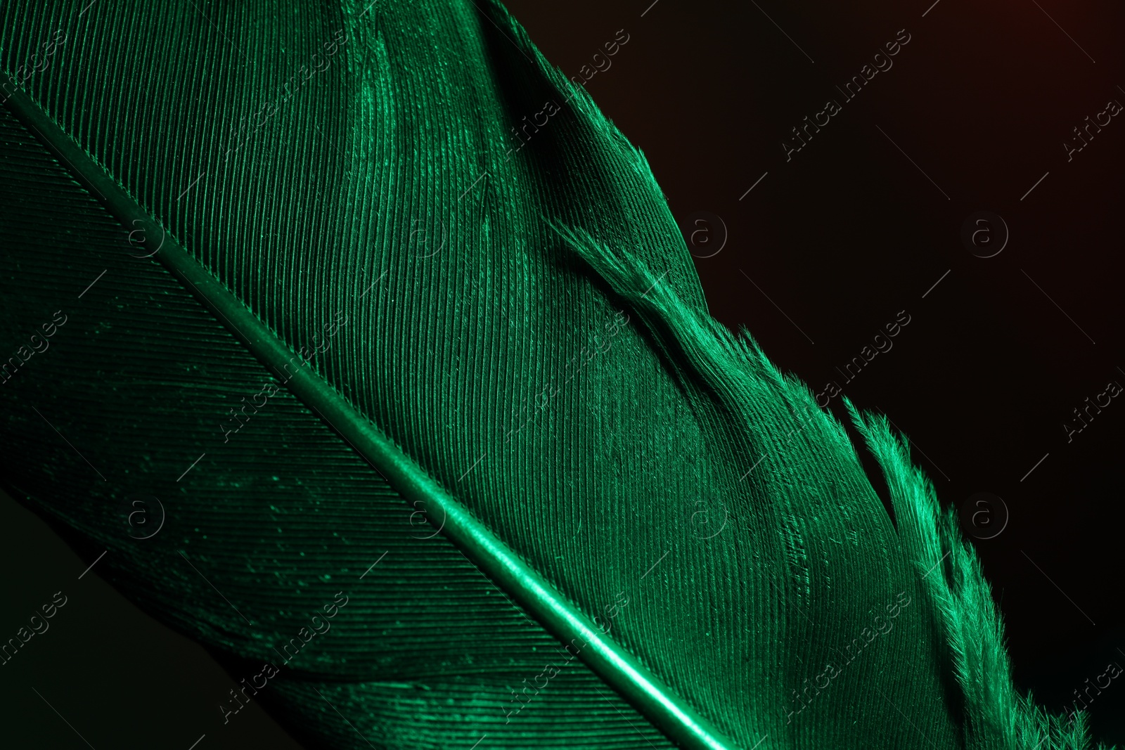 Photo of One beautiful feather in color light on black background, closeup