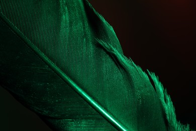 Photo of One beautiful feather in color light on black background, closeup