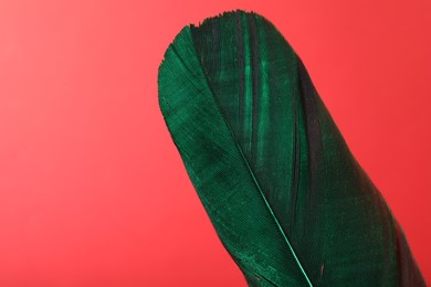 One beautiful feather on red background, closeup