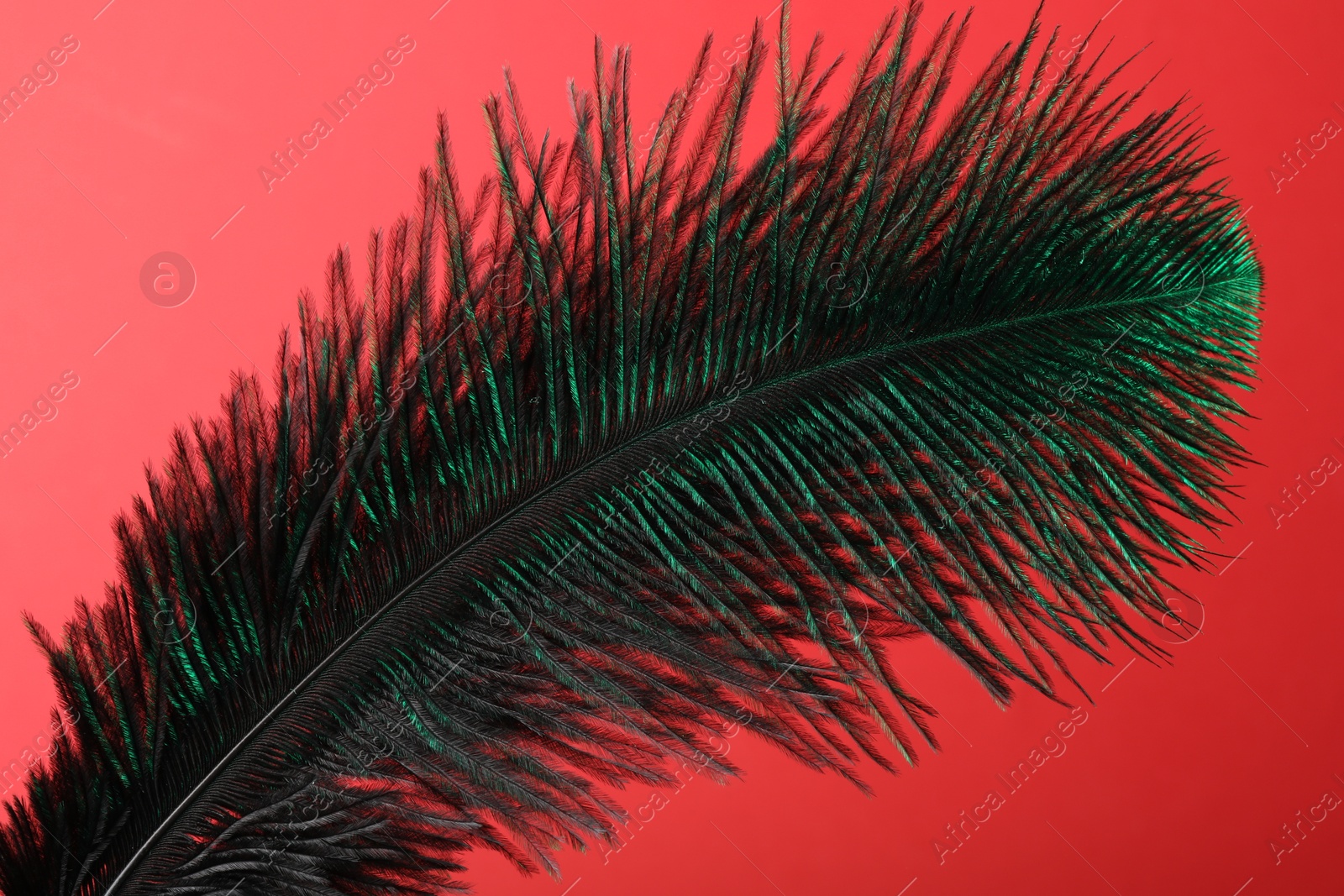 Photo of One beautiful feather on red background, closeup