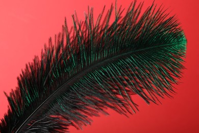 One beautiful feather on red background, closeup