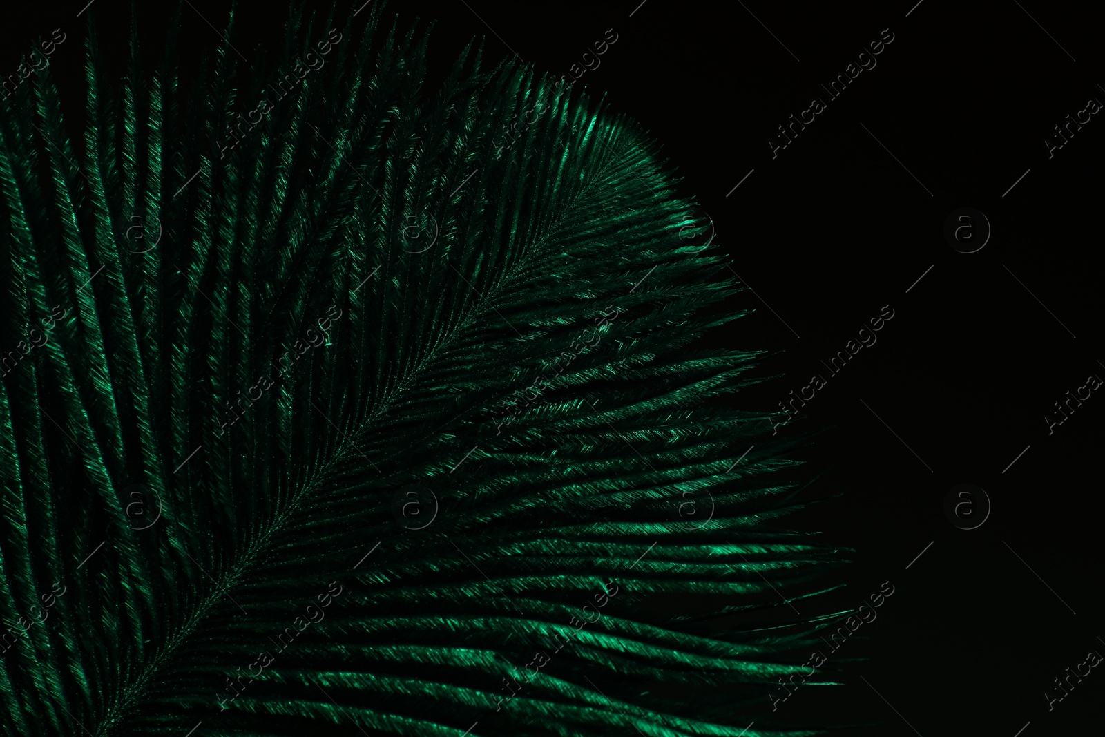 Photo of One beautiful feather on black background, closeup