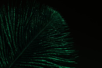 One beautiful feather on black background, closeup