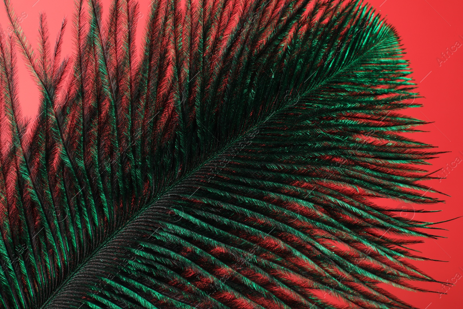 Photo of One beautiful feather on red background, closeup