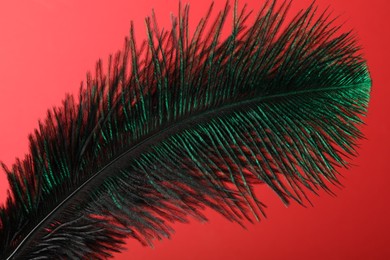 One beautiful feather on red background, closeup