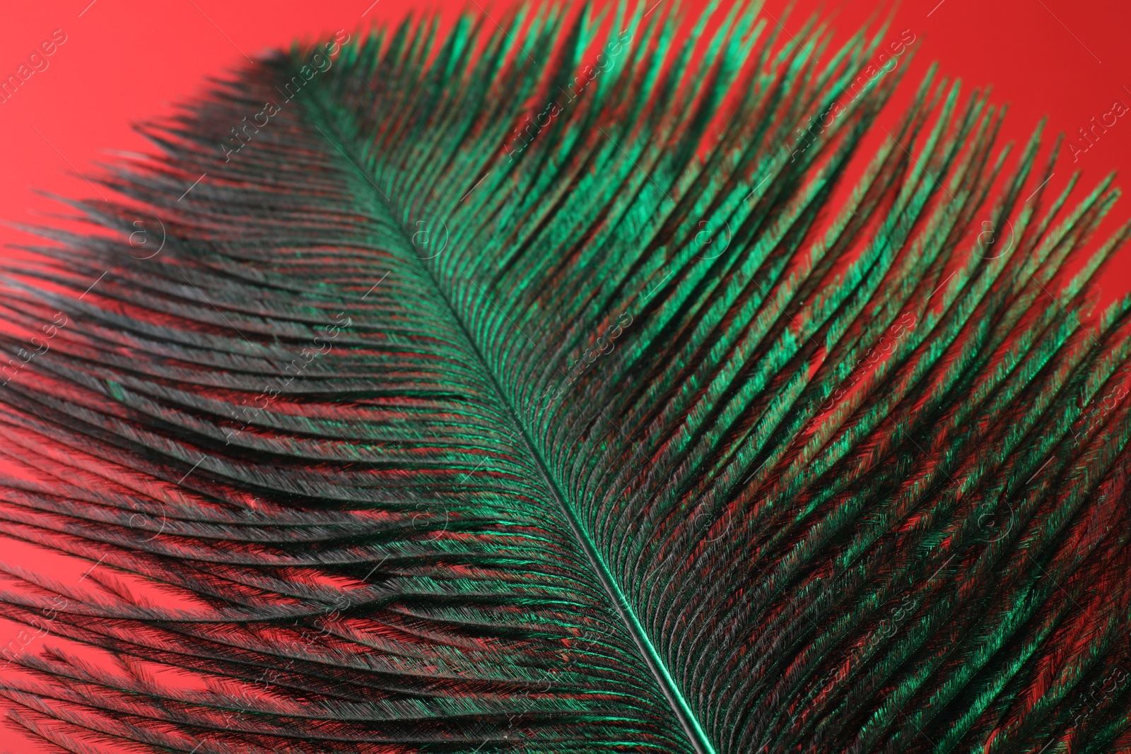 Photo of One beautiful feather on red background, closeup