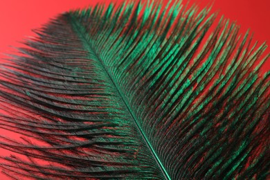 Photo of One beautiful feather on red background, closeup