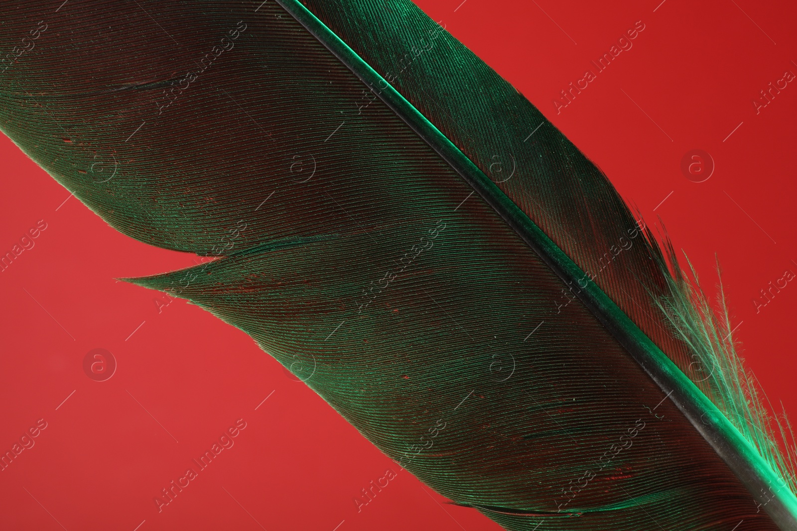 Photo of One beautiful feather in color light on red background, closeup