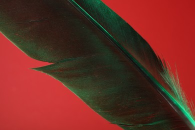 One beautiful feather in color light on red background, closeup