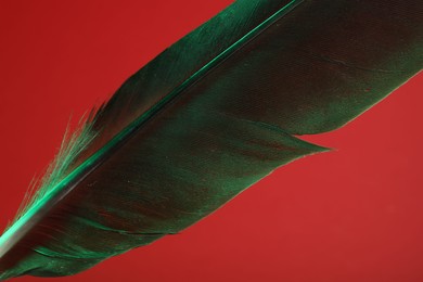 One beautiful feather in color light on red background, closeup