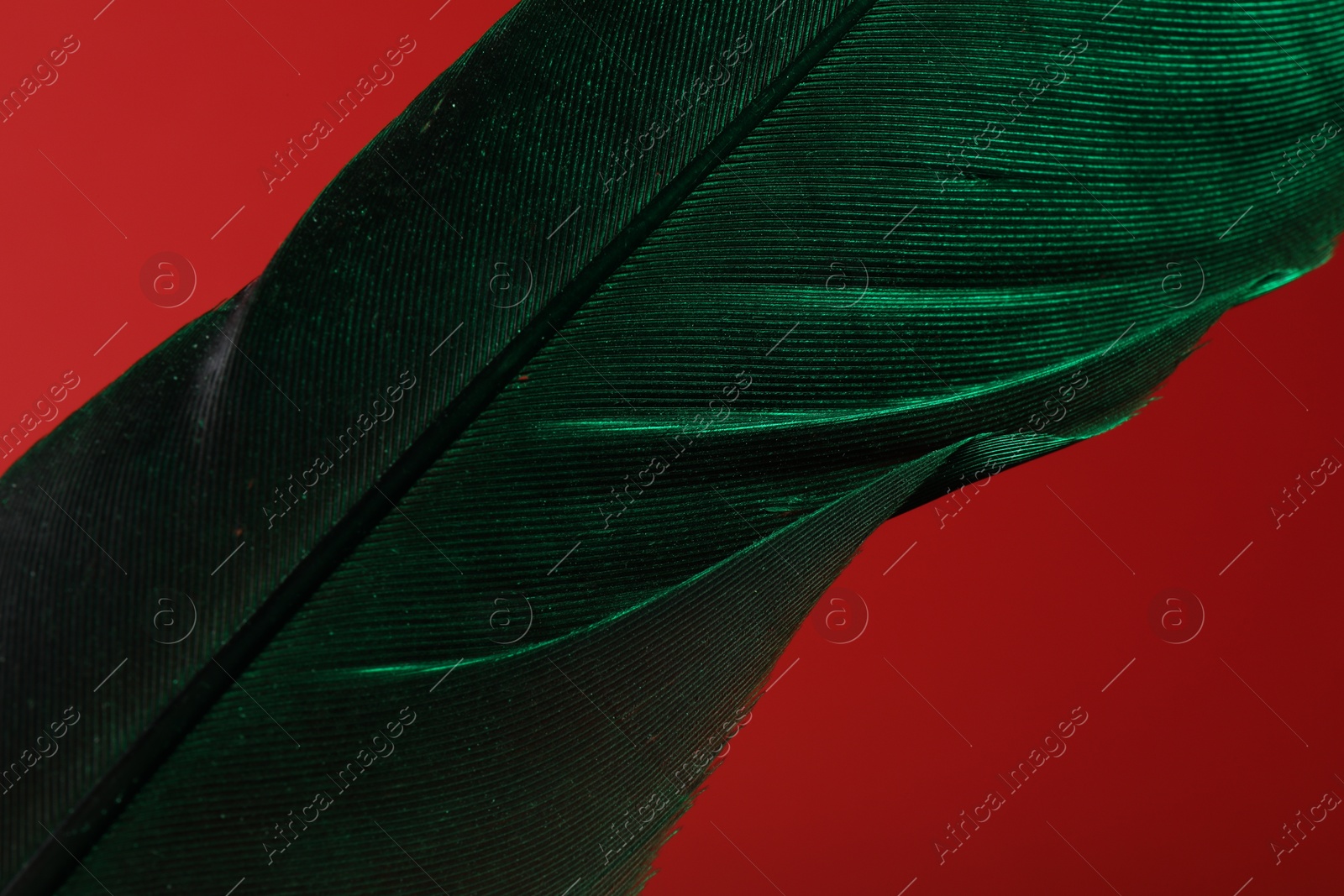 Photo of One beautiful feather on red background, closeup