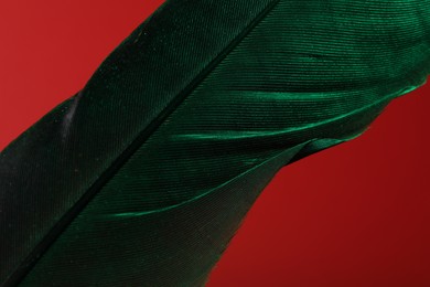 One beautiful feather on red background, closeup