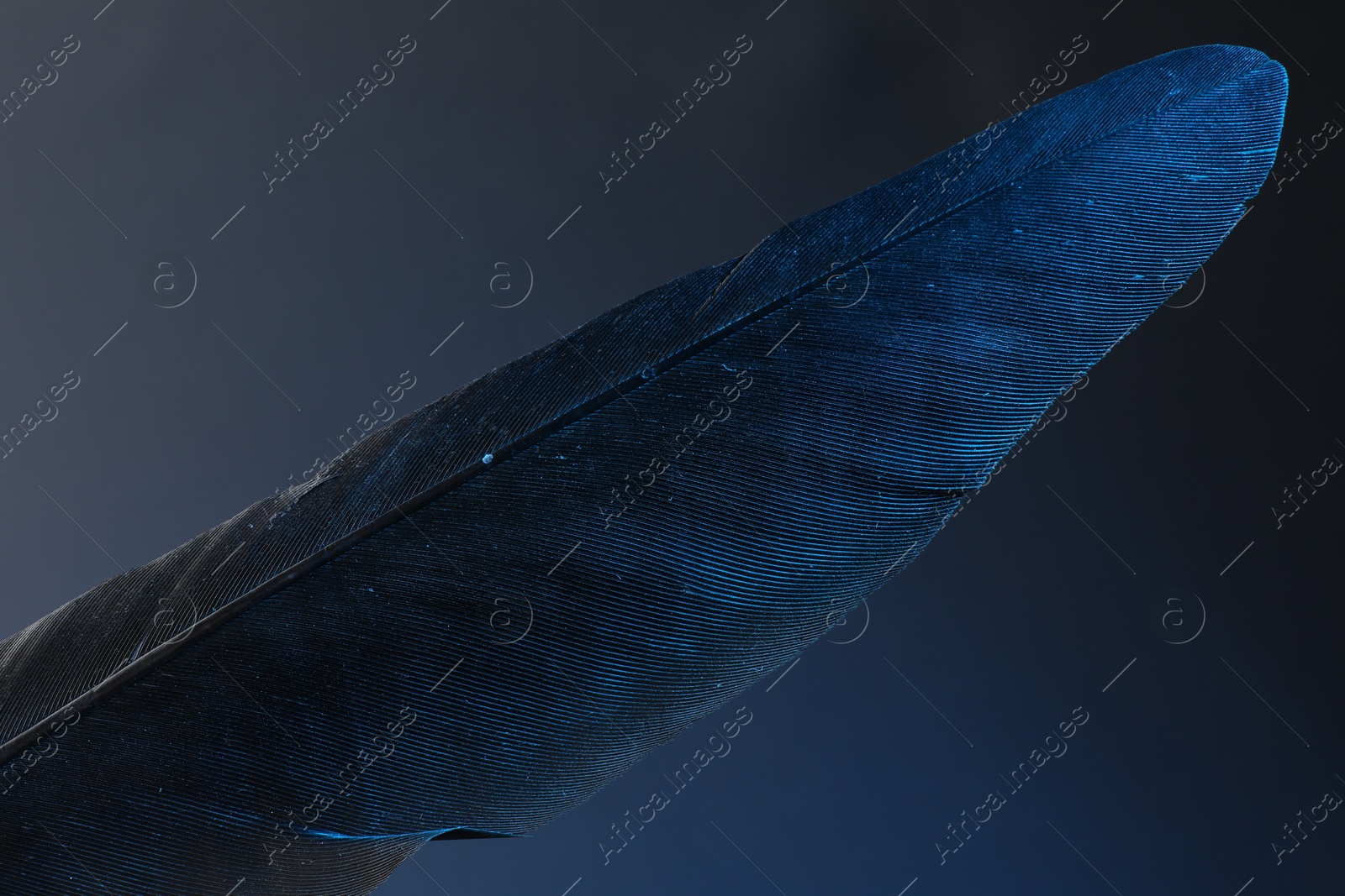 Photo of One beautiful feather on blue background, closeup