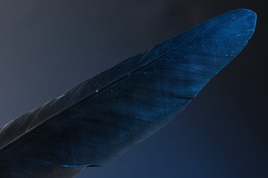 Photo of One beautiful feather on blue background, closeup