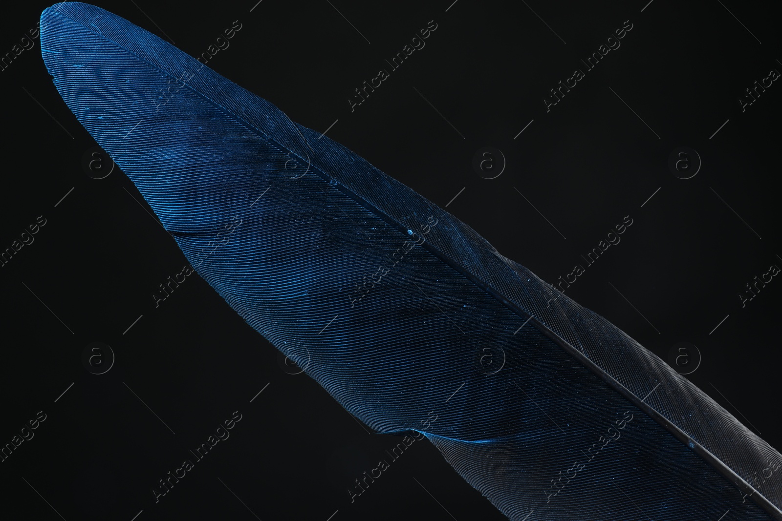 Photo of One beautiful feather on black background, closeup