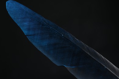 One beautiful feather on black background, closeup