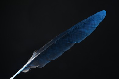 One beautiful feather on black background, closeup