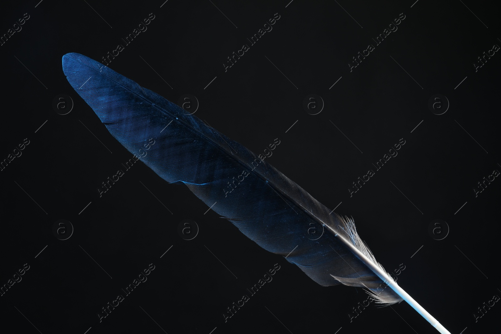 Photo of One beautiful feather on black background, closeup