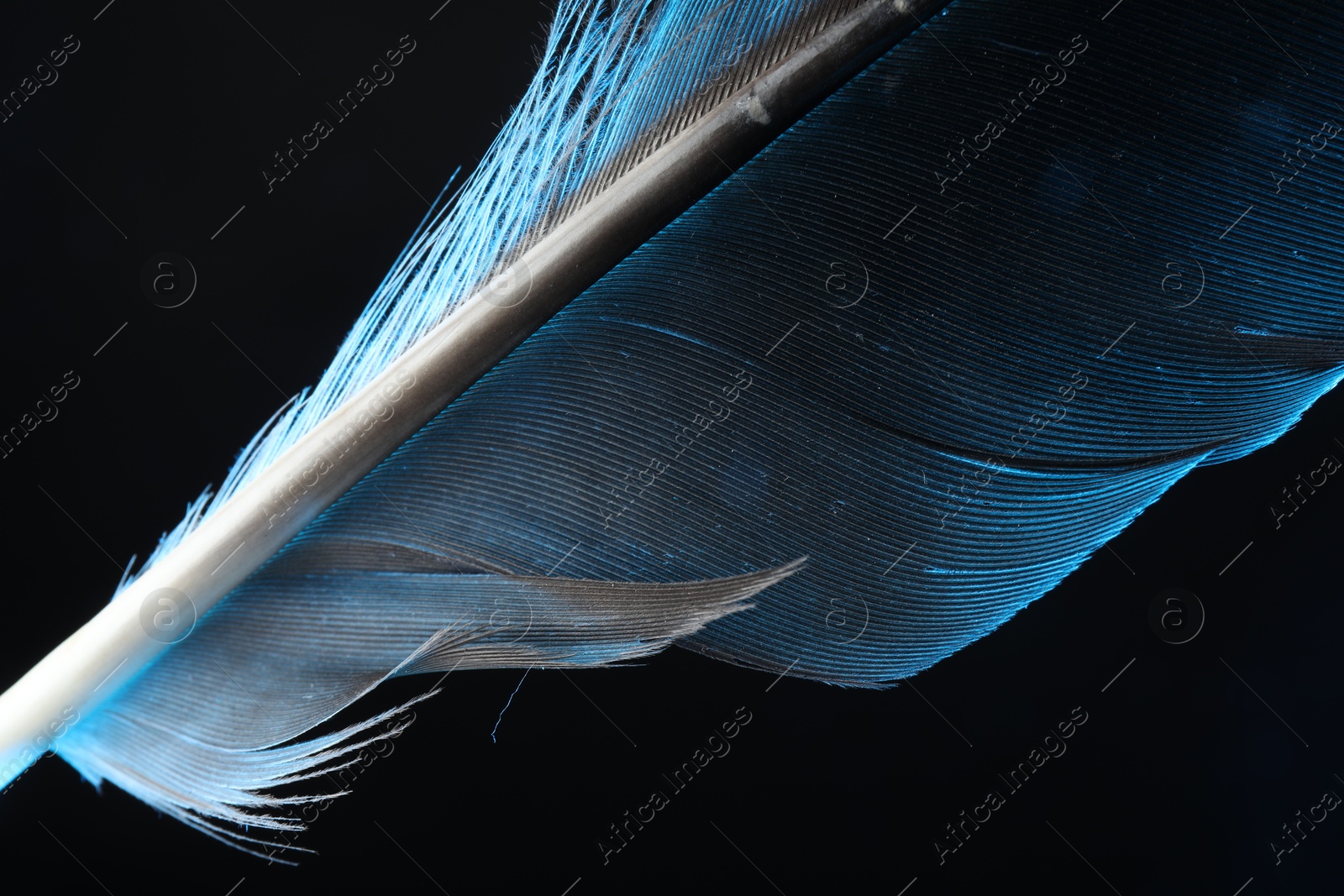 Photo of One beautiful feather in color light on black background, closeup