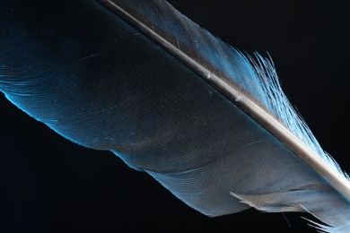 Photo of One beautiful feather in color light on black background, closeup